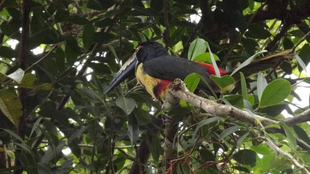 Bijagua: Kayak and Tropical Forest Trail Tour - Dominican Republic