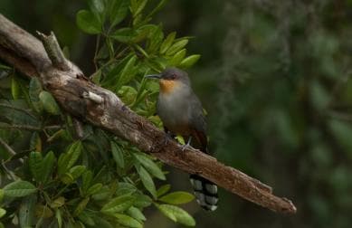Los Haitises: Enfoque de vida silvestre al amanecer o al atardecer - Photo 5 (Gallery view)
