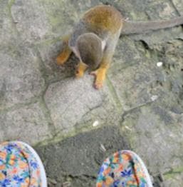 Puerto Plata: Monkeyland Tour - Photo 2 (Gallery view)