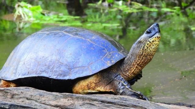 Tortuguero National Park: Canoe Tour with electric motor - Dominican Republic
