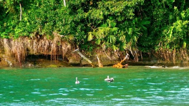 From Manzanillo: Cahuita Snorkel and Rainforest Hike - Photo 4 (Gallery view)