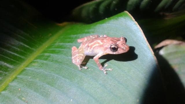 Tortuguero: Night Wildlife Spotting and Jungle Walk - Photo 2 (Gallery view)