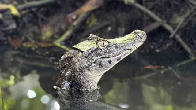 Tortuguero: Tour to the Canals in Tortuguero National Park - Photo 4 (Gallery view)