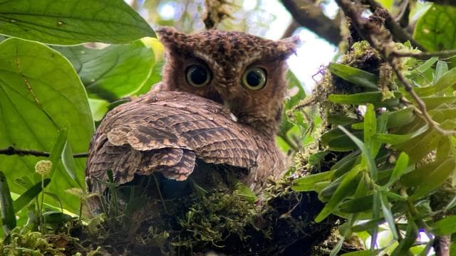 Monteverde: Birdwatching Half-Day Tour - Photo 5 (Gallery view)
