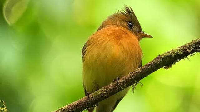 Monteverde: Birdwatching Half-Day Tour - Photo 4 (Gallery view)