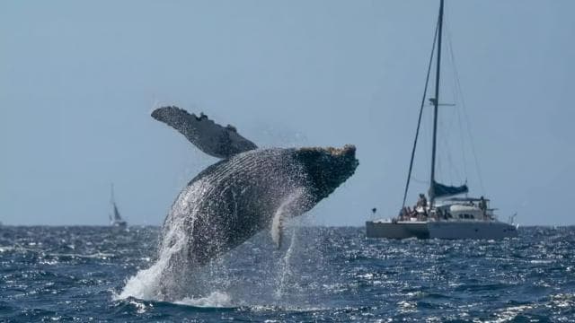 Punta Cana: avistamiento de ballenas en Samaná y tour de un día a El Limón - Photo 3 (Gallery view)