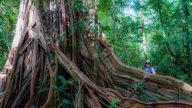 Corcovado National Park: San Pedrillo Station Day Tour - Photo 4 (Gallery view)