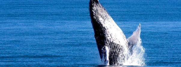 Samana: Whale Watching Tour - Photo 4 (Gallery view)