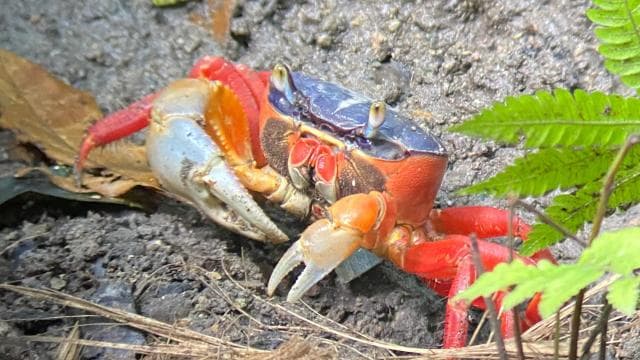Quepos mangrove tour in Manuel Antonio by boat with monkeys - Photo 4 (Gallery view)