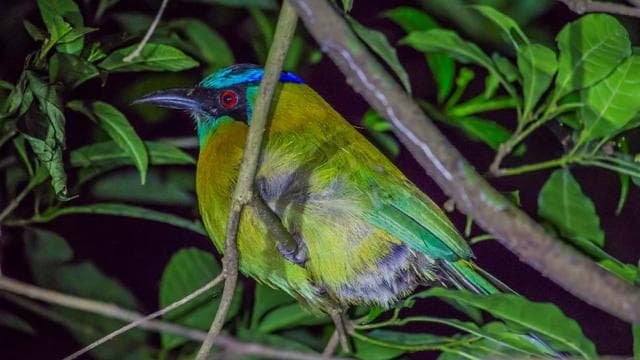 Monteverde Cloud Forest Night Walking Tour – Explore Nocturnal Wildlife - Dominican Republic