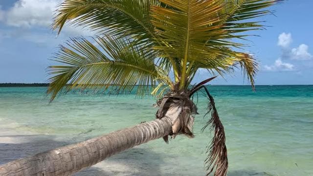 Punta Cana: All Inclusive Saona Island Experience - Dominican Republic