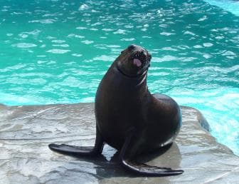 Puerto Plata Ocean World Tickets - Photo 3 (Gallery view)