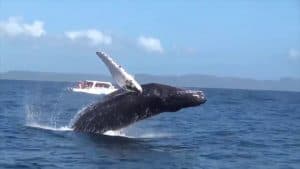Samana: Guided Day Trip with Buffet Lunch and Whale Watching - Photo 5 (Gallery view)