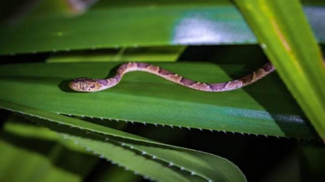 Tortuguero: A night walk through the Tortuguero rainforest - Dominican Republic