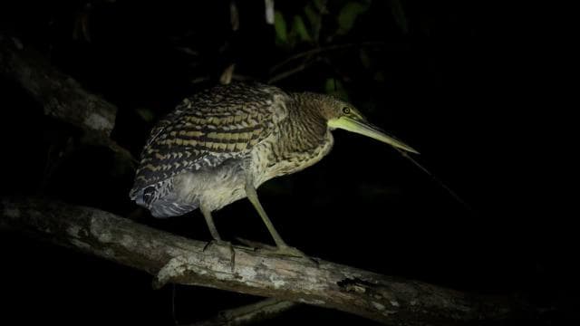 Manuel Antonio Mangrove Boat Night Tour - Dominican Republic