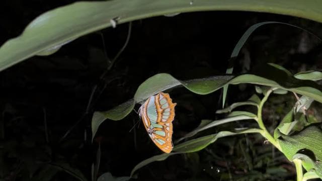 Puerto Jimenez: escursione notturna nella fauna selvatica con una guida locale - Photo 5 (Gallery view)