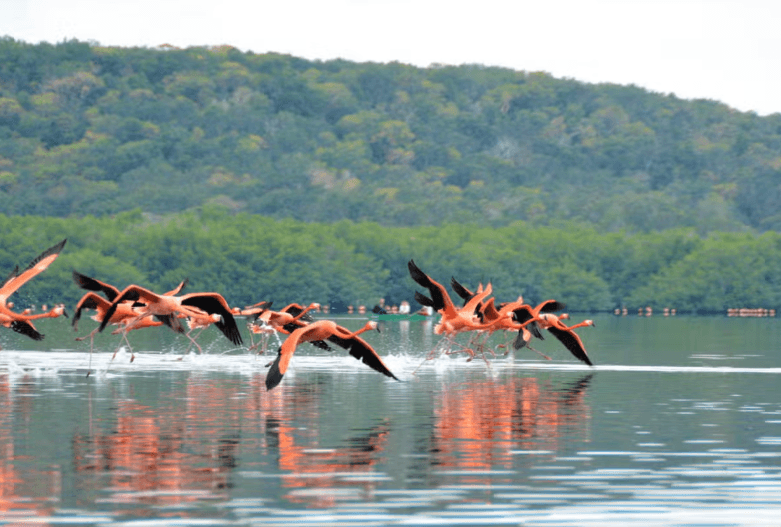 Guanaroca Lagoon Boat Tour - Photo 5 (Gallery view)