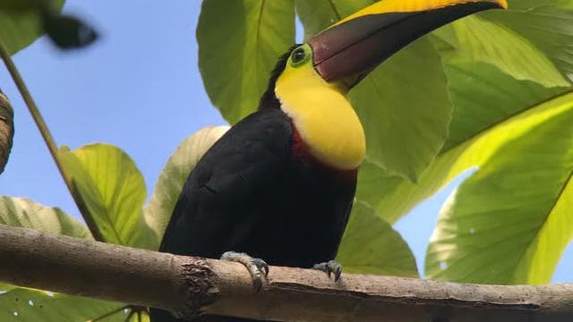 Manuel Antonio National Park Guided Hike - Dominican Republic