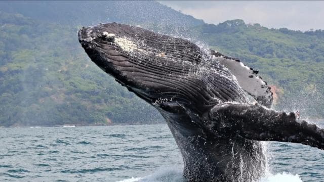 Miches : Private Whale Watching Samana bay - Photo 4 (Gallery view)