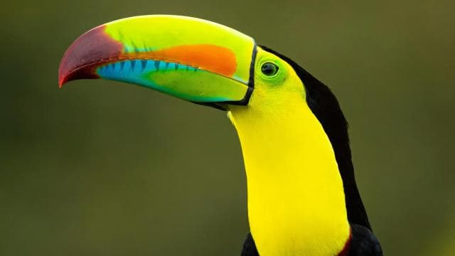 Guanacaste: Sloth Sanctuary and Waterfall Adventure - Dominican Republic