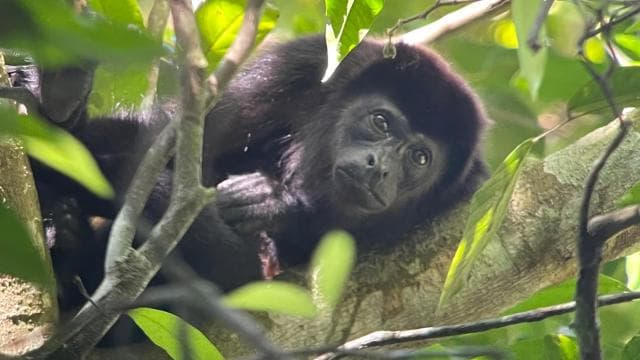 Private Manuel Antonio National Park - Photo 5 (Gallery view)