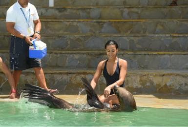 Ocean World Dolphin Swim & Sea Lion Combo from Puerto Plata - Photo 4 (Gallery view)