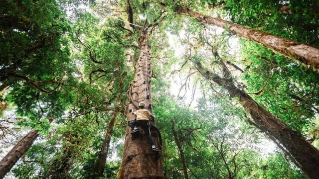 Monteverde: Arboreal Challenge Course - 5 in 1 Adventure - - Photo 2 (Gallery view)
