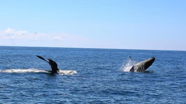 Uvita: Whale Watching Tour in Marino Ballena National Park - Photo 2 (Gallery view)
