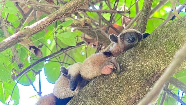 From Puerto Jimenez: Corcovado National Park Full-Day Tour - Photo 4 (Gallery view)
