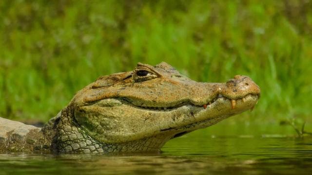 Puerto Rico: El Yunque Rainforest Guided Tour with Transfers - Dominican Republic