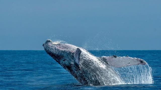 WHALE & DOLPHIN WATCHING IN UVITA COSTA RICA - Photo 4 (Gallery view)