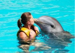 Punta Cana: Dolphin Explorer Park Entry, Swim, or Encounter - Photo 3 (Gallery view)