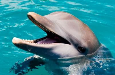 Puerto Plata: Ocean World Adventure Park Day Pass - Photo 3 (Gallery view)