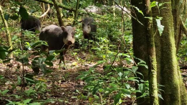 Puerto Jimenez: Corcovado National Park Sirena Day Tour - Photo 4 (Gallery view)