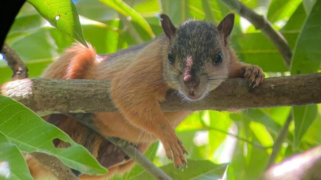 Uvita: Nature Walk at Marino Ballena National Park - Photo 5 (Gallery view)