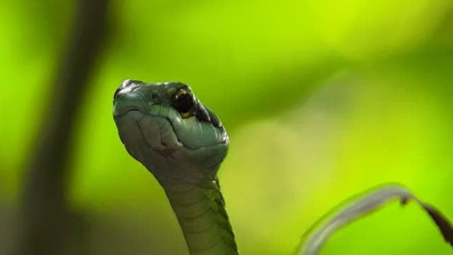 Manuel Antonio National Park Guided Hike - Photo 5 (Gallery view)