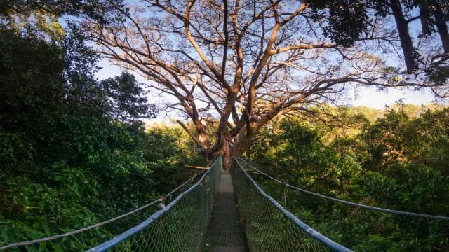 Rincón de la Vieja: Explore the Rainforest Hanging Bridges - Photo 2 (Gallery view)