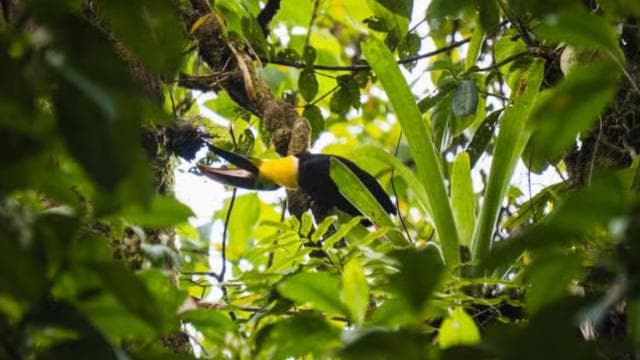 La Fortuna: Arenal Volcano Ecological Park Entry Ticket - Photo 5 (Gallery view)