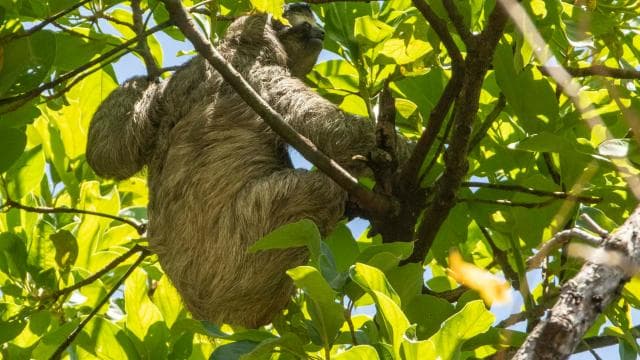 San Jose: Walking Nature Tour with Sloths, Birds, and Trees - Photo 4 (Gallery view)