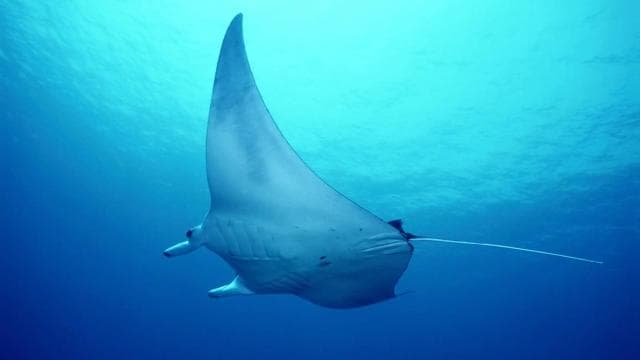 Las Catalinas: Discover Scuba Diving at Flamingo & Tamarindo - Photo 2 (Gallery view)