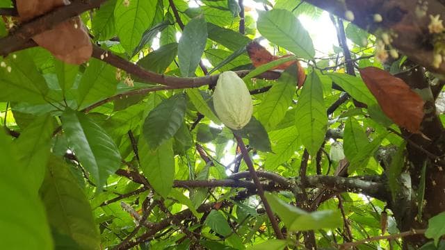 Puerto Limon: Half-Day Tortuguero Canals & Playa Bonita Tour - Photo 2 (Gallery view)