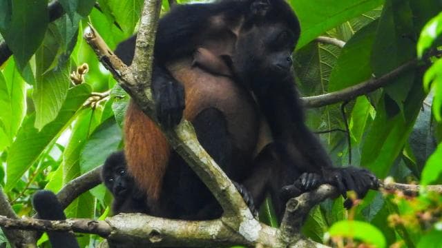 Manuel Antonio National Park: Private Nature Experience - Photo 3 (Gallery view)