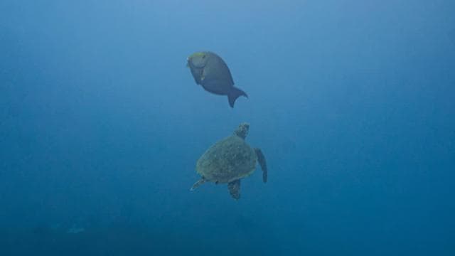 Whales Watching Adventure in Uvita with Expert Guides - Photo 3 (Gallery view)
