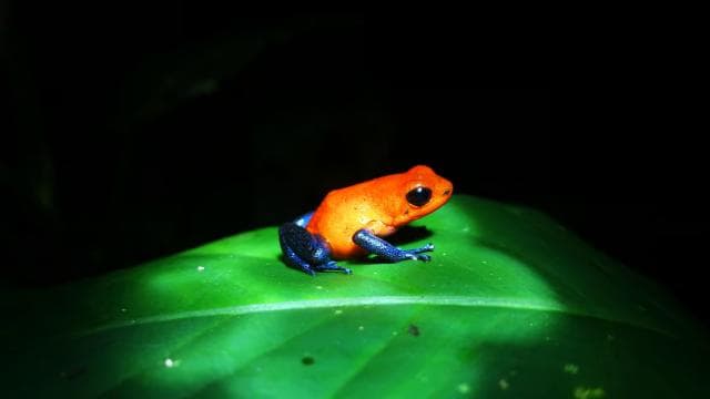 La Fortuna: Chocolate tour and Night walk Don Juan Arenal - Photo 3 (Gallery view)