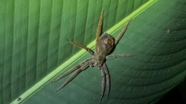Limon: Night Walk & Rainforest Experience - Photo 5 (Gallery view)