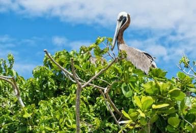 Sabana de la Mar:Los Haitises National Park: Boat Tour and Cave Visit - Photo 2 (Gallery view)
