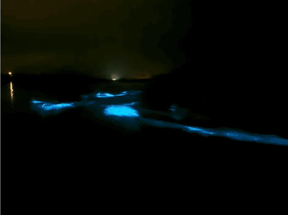 Canoa Transparente en la Bahía Biolumincente en Vieques - Photo 5 (Gallery view)