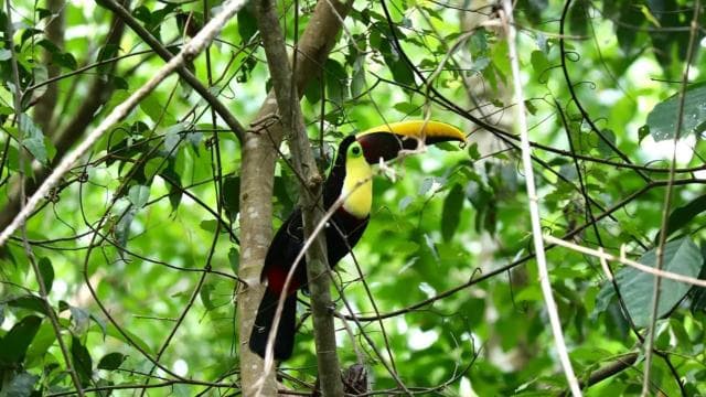Uvita: Pěší turistika v národním parku Corcovado - Dominican Republic