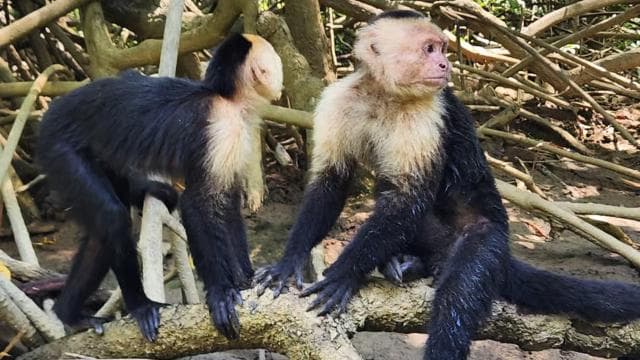 Manuel Antonio: Kayak Tour in the Mangroves to see animals - Photo 2 (Gallery view)