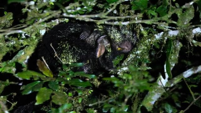 Monteverde: Oktari Monteverde Night Walk Tour - Photo 3 (Gallery view)